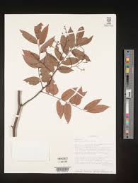 Image result for Dialium holtzii