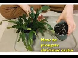 Christmas cactus is a popular houseplant because of its dazzling lilac or pink tubular flowers that bloom for a long time. How To Propagate Christmas Cactus Youtube