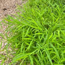 Image result for Leersia