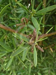 Image result for Afrocarpus falcatus