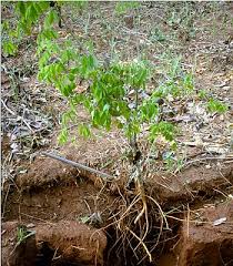 Image result for Millettia thonningii