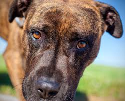 Thank you for your patience and your interest in our pet adoption program! Friends Of Wake County Animal Center