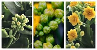Kalanchoe Blossfeldiana Care How To Grow Florist Kalanchoe In 2020 Kalanchoe Blossfeldiana Seed Starting Mix Plants