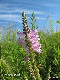 Illinois bundleflower (desmanthus illinoisensis) is native perennial plant that can be found in. Historic Corron Farm Dedicated To Preserve Increase And Enrich Knowledge Of The History Of The Corron Farm And Early Campton Township And To Provide Leisure And Educational Opportunities For Township Residents