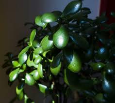 Cucumber leaves turning yellow usually means one thing: How To Revive A Dying Jade Plant Gardener Report