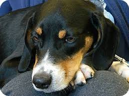 Black And Tan Coonhound Puppies For Sale In Ohio Treeing Walker Couonhound Photo Treeing Walker Coonhound Beagle Mix Puppy For Sale In Cincinnati Ohio Treeing Walker Coonhound Beagle Mix Puppies Coonhound