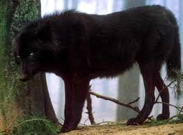 Check spelling or type a new query. Black Wolf Dogs Animals Background Wallpapers On Desktop Nexus Image 639159
