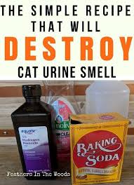 Remove Cat Pee Smell Permanently Smell Remover Cat Pee Smell Cat Urine Remover