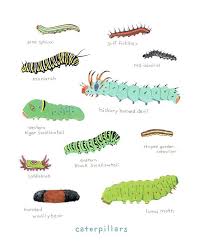 Learn about insects and their names, in english and different indian languages. Caterpillars Print Colorful Kids Art Print Nature Painting Kids Science Art Caterpillar Art Bugs Wall Art Kids Art Prints
