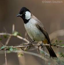 Black Birds In Pakistan White Eared Bulbul Colorful Birds Beautiful Birds Wild Birds