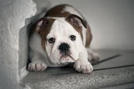 Compared to the english bulldog, it is less vulnerable to cardiac and respiratory diseases. Dog Behavior Before Death Recognizing Your Pet S Last Moments Dogappy
