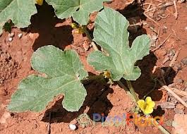 Image result for Cucumis aculeatus