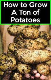 How To Grow Potatoes How To Grow Potatoes Easy Step By Step Guide Growing Potatoes Growing Sweet Potatoes Potato Gardening