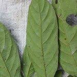 Image result for Antidesma membranaceum