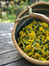 5 ways to use dandelion infused oil. Blog Living Way Naturals
