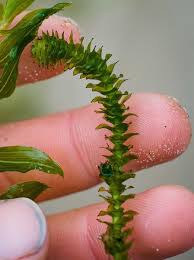 Image result for Elodea