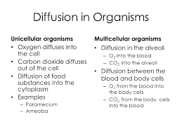 Check spelling or type a new query. Diffusion And Osmosis In Plant And Animal Cells Ppt Video Online Download