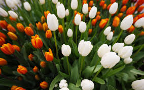 Maybe you would like to learn more about one of these? Wallpaper Tulips Flowers White Orange Buds Greens 2560x1600 Wallpaperup 1083687 Hd Wallpapers Wallhere