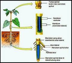 Pengertian Dan Macam Macam Jaringan Meristem Dimas Mukhlas