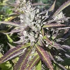 Double rooms have either king/queen size bed. Double D S Exotic Genetix Strain Info Growdiaries