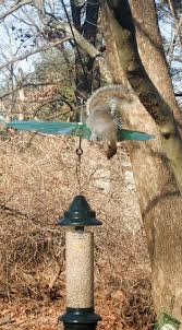 A diy bird feeder is the way to make the birds in your backyard feel at home. Ways To Keep Squirrels Off Feeders Birdseed Binoculars
