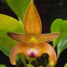 Image result for Bulbophyllum josephi