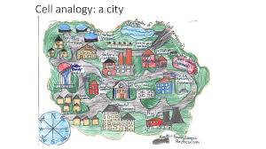 Animal cell analogy 11 the analogy that i will apply the animal cell and it's organelle's is the shopping mall. Cell Analogy Project Use An Analogy To Create An Artistic Piece Of The Organelles In A Cell You May Use Either A Plant Or An Animal Cell Create A Chart Ppt