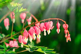 Life Cycle Of The Bleeding Heart Plant Bleeding Heart Plant Bleeding Heart Plants