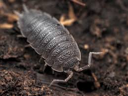 Rough Woodlouse Perth