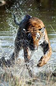The South China Tiger Beautiful Big Wild Cat Photographs Brought To You By Hdw Enterprises F South China Tiger Bengal Cat Breeders Most Endangered Animals