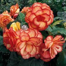 On Top Sunset Shades Tuberous Begonia Begonia X Tuberhybrida Tuberous Begonia Begonia Pretty Plants
