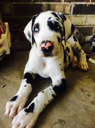 Blue Eyes Great Dane Puppy Wolf Bay Great Danes Dane Puppies Dane Dog Dog Friends
