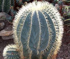 Be very careful with the amount of water supplied to this cactus if restricted in a small pot, the blue barrel cactus won't grow to its natural size. Blue Barrel Cactus 10 Seeds Rareplant