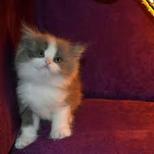 cats 4 saleقطط للبيع cats sale twitter