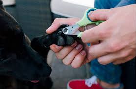 The quick isn't visible in dogs with black nails, so use caution when cutting and only clip a small amount of nail each time. How To Use Dog Nail Clippers Great Pet Care