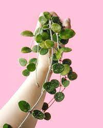 Cactus Succulent Trailing Plants Pink Plants Colorful Plants Pastel Plants Houseplants Indoor Plants Plants Decor Nordic Pink Plant Colorful Plants Plant Decor
