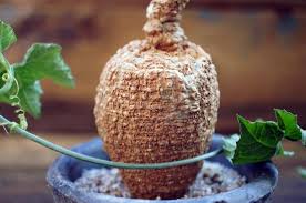 Image result for Coccinia mildbraedii