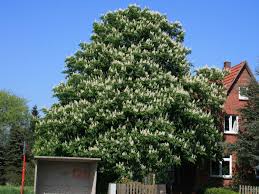 Pflanzen und früchte der gattung kastanien. Rosskastanie Aesculus Hippocastanum Baumschule Horstmann