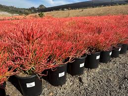 Image result for Euphorbia tirucalli