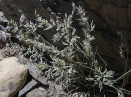 Image result for Enneapogon