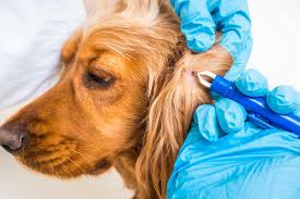 piroplazmoz u sobaki kak posledstvie ukusa klesha veterinarnaya klinika neotlozhnoj pomoshi
