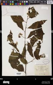 Image result for Grewia pubescens