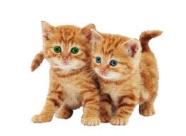 The best gifs are on giphy. Cat Chat Katze Animal Gif Anime Animated Animation Tube Cat Chat Katze Animal Gif Anime Animated Animation Tube Picmix