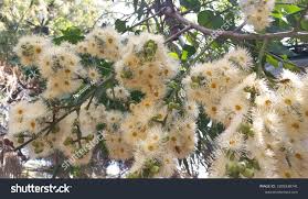 Image result for Eucalyptus torelliana