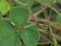 Image result for Pseudarthria