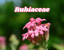 Image result for Rubiaceae