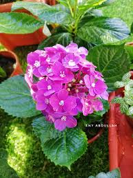 Maybe you would like to learn more about one of these? Berkebun Di Rumah Tips Penjagaan Pokok Bunga Hydrangea