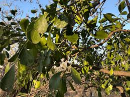 Image result for Maytenus undata