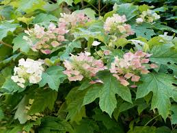 Image result for Hydrangea quercifolia
