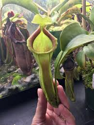 Image result for Nesaea spathulata